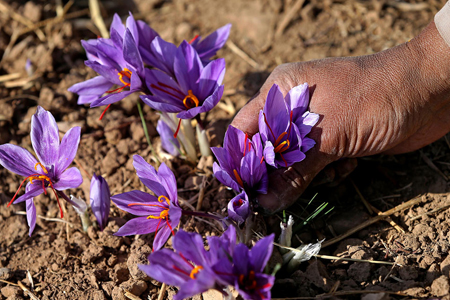 کشت زعفران انتخاب پسته کاران کرمانی